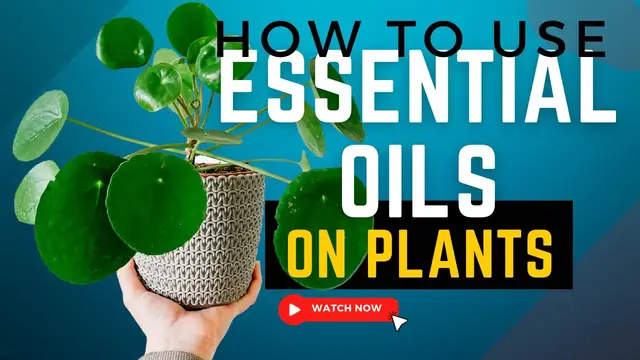 Video thumbnail for Can You Use Essential Oils To Treat Plants? How To Use Essential Oils To Prevent Fungi Build Up.
