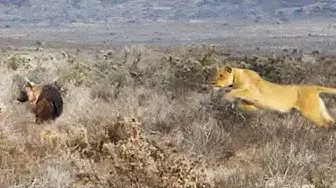 Video thumbnail for LION GIVES HYENA THE FRIGHT OF ITS LIFE