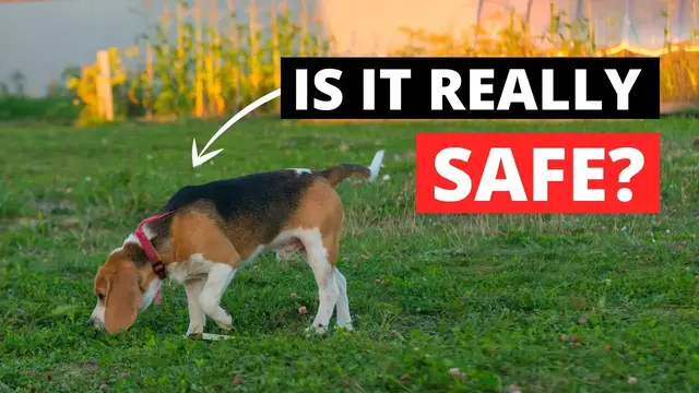 Video thumbnail for Why Do Beagles Eat Grass and How To Stop Them?