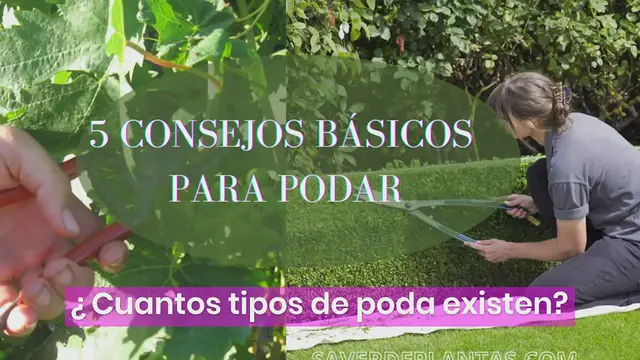 'Video thumbnail for Consejos básicos para podar'