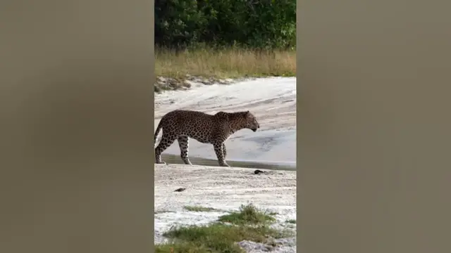 Video thumbnail for Leopard #shorts