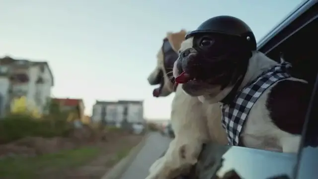 Video thumbnail for What to Feed a Dog with Diarrhea - 12 Homemade Food Items