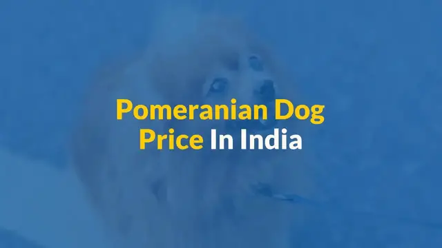 'Video thumbnail for Pomeranian Dog Price In India [How To Buy In The Cheapest Way In 2022]'