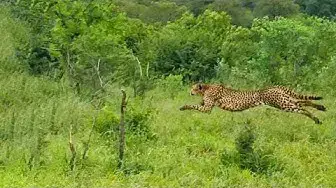 Video thumbnail for Tokyo Olympics Highlights - Wild Animal Edition