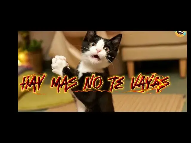 Video thumbnail for El Gato Que esta (Parodia)