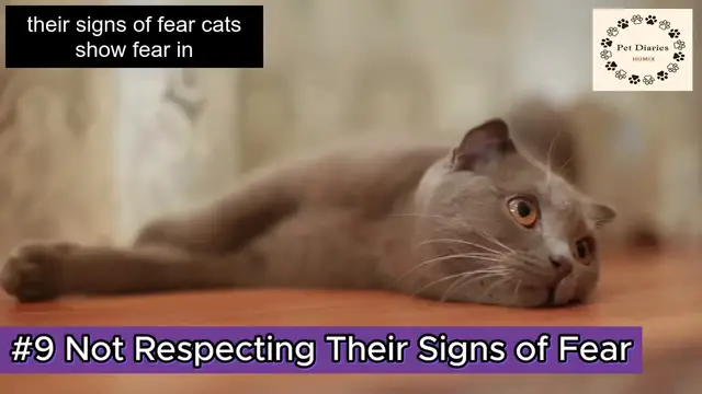 'Video thumbnail for Build Trust with Your Cat 11 Things to Avoid!'