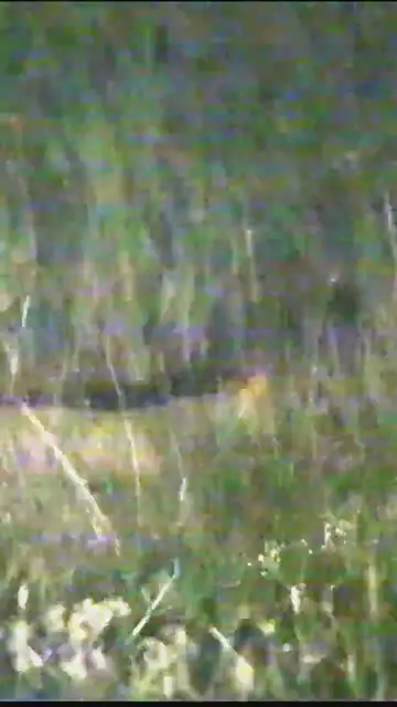 Video thumbnail for Jungle Cat | Hunting #shorts