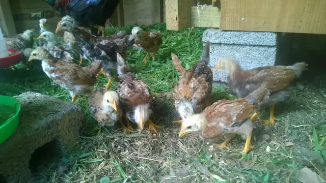 Video thumbnail for Introduction To Korean Natural Farming (The Basics)