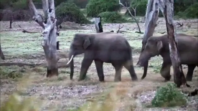 Video thumbnail for Herd of Asian Elephants walking towards the lake to drink water in Wilpattu national park
