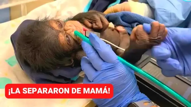 Video thumbnail for Chimpancé es separada de su bebé tras una cesárea de emergencia 🦧 ¡Mira el reencuentro!