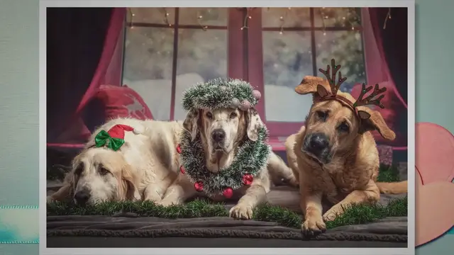 'Video thumbnail for Offrir un calendrier de l'Avent pour chien.'