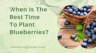 Video thumbnail for When Is The Best Time To Plant Blueberries