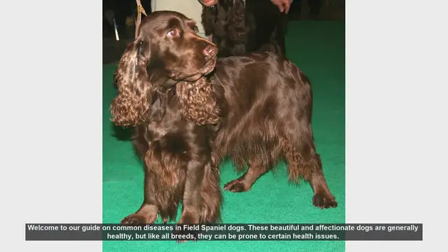 Video thumbnail for Common Health Issues in Field Spaniel Dogs: A Comprehensive Guide