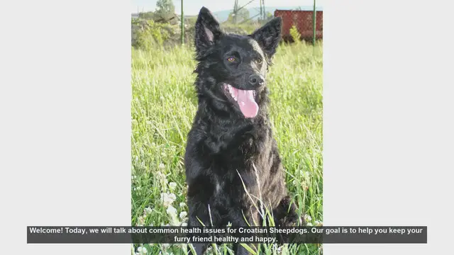 Video thumbnail for Common Health Issues in Croatian Sheepdogs: Prevention and Care Tips