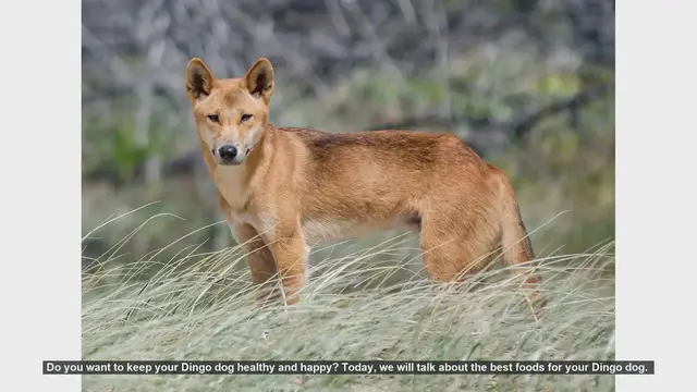 Video thumbnail for Top Foods to Keep Your Dingo Dog Healthy and Happy