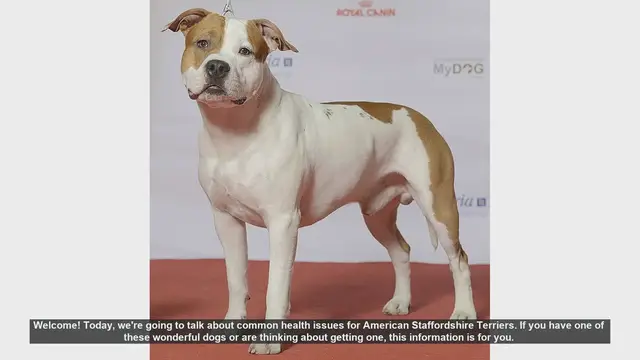 Video thumbnail for Common Health Issues in American Staffordshire Terriers