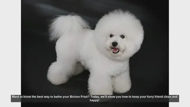 Video thumbnail for How to Bathe Your Bichon Frisé: Step-by-Step Guide
