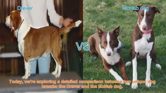 Video thumbnail for Drever vs. McNab Dog: A Comprehensive Breed Comparison