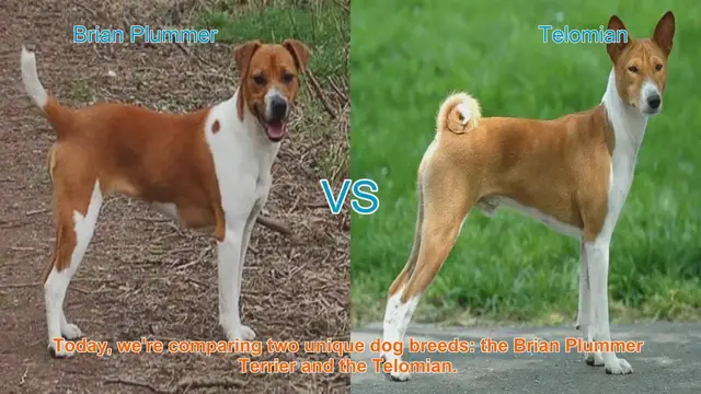 Video thumbnail for Comparing Brian Plummer Terrier and Telomian: A Guide for Dog Lovers