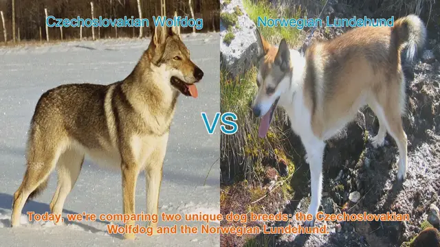 Video thumbnail for Comparing Czechoslovakian Wolfdog and Norwegian Lundehund: A Comprehensive Guide