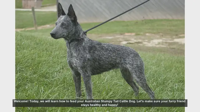 Video thumbnail for How to Feed Your Australian Stumpy Tail Cattle Dog: Tips for a Healthy Diet