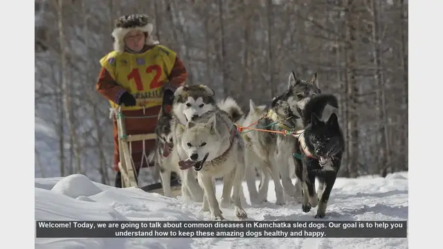 Video thumbnail for Keeping Kamchatka Sled Dogs Healthy: Common Diseases and Prevention