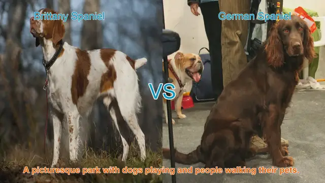 Video thumbnail for Brittany Spaniel vs. German Spaniel: A Comprehensive Comparison