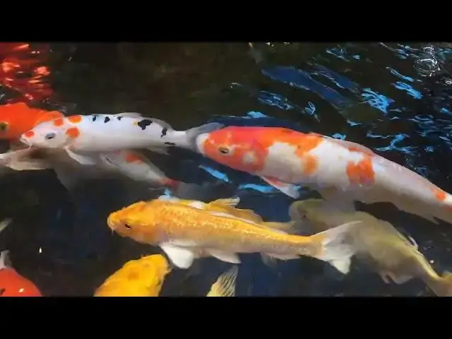 Video thumbnail for How to Insulate Your Koi Pond for Winter