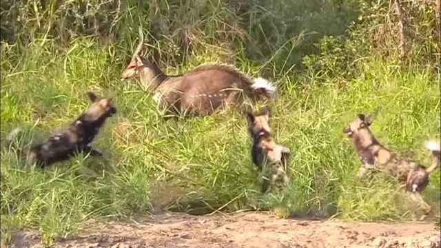 Video thumbnail for Bushbuck Tries Defending Itself From Wild Dogs