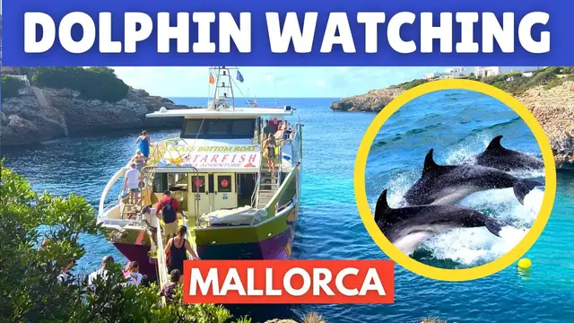 Video thumbnail for Dolphin Watching Mallorca (Majorca): Cala D’Or, Spain, August 2021
