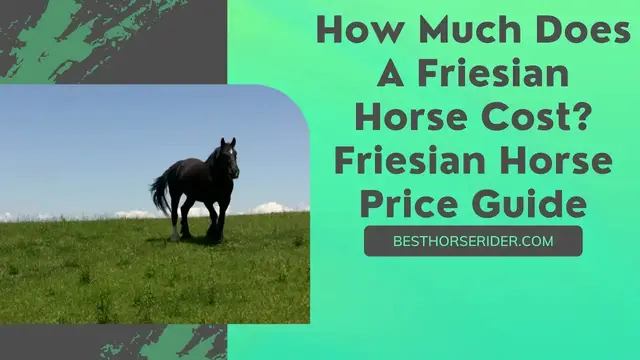 Video thumbnail for How Much Does A Friesian Horse Cost? — Friesian Horse Price Guide