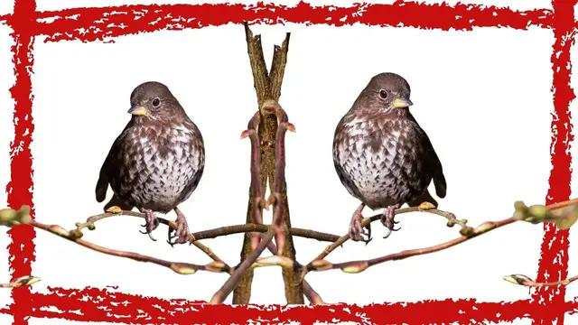 Video thumbnail for 3 Minutes Fox Sparrow Song| Fox Sparrow Call| Fox Sparrow Sound