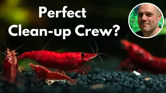 'Video thumbnail for Do Red Cherry Shrimp Clean Your Tank? WILL RED CHERRY SHRIMP ACTUALLY CLEAN YOUR AQUAIRUM FOR YOU?'