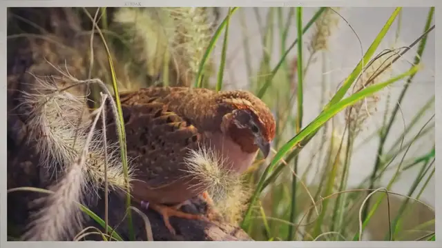 Video thumbnail for Can Quail Eat Chicken Feed?