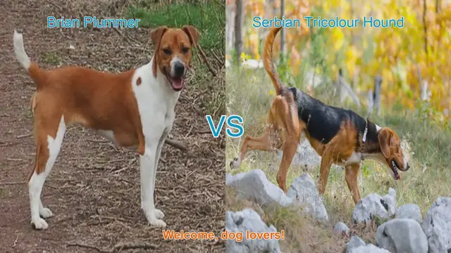Video thumbnail for Comparing Brian Plummer Terrier and Serbian Tricolour Hound: A Guide for Dog Lovers