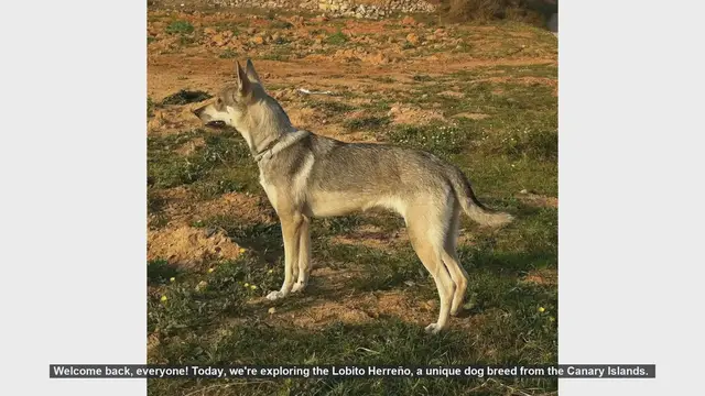 Video thumbnail for Lobito Herreño: Pros and Cons of This Unique Canary Islands Dog Breed