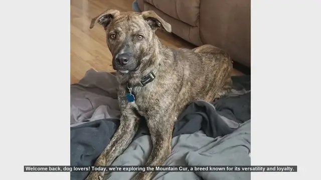 Video thumbnail for Top 10 Facts About the Mountain Cur Dog