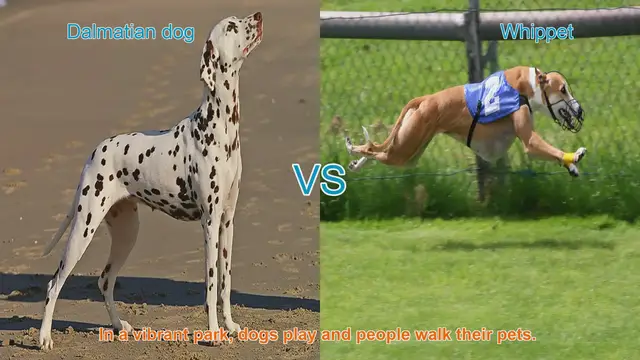 Video thumbnail for Dalmatian vs. Whippet: A Comparison of Elegance and Athleticism