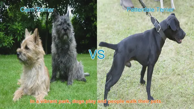 Video thumbnail for Cairn Terrier vs. Patterdale Terrier: A Comparison of Two Fantastic Dog Breeds
