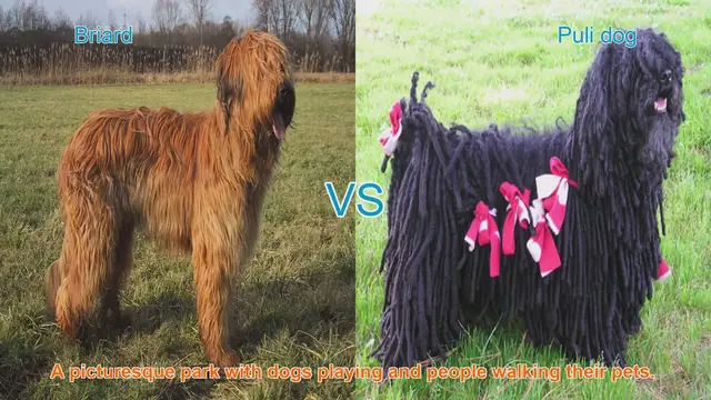 Video thumbnail for Briard vs. Puli: A Comparison of Long-Haired Dog Breeds