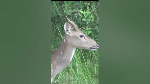 Video thumbnail for Spotted Deer Young Male #shorts