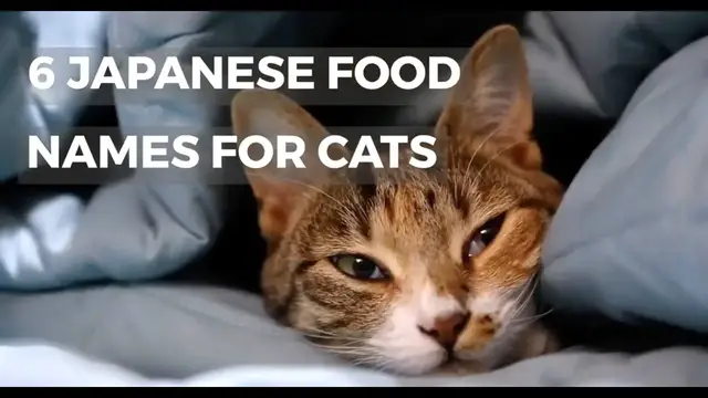 Video thumbnail for JAPANESE FOOD NAMES FOR CATS