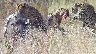 Video thumbnail for Leopards Fight Over Warthog While it Escapes