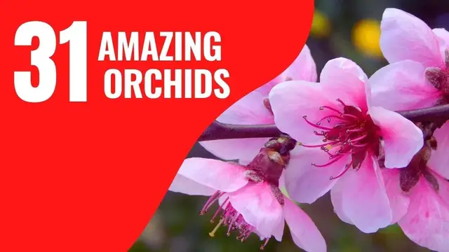 Video thumbnail for 31 Unbelievably Beautiful Orchids You Have to See to Believe | The Stunning Beauty of Orchids