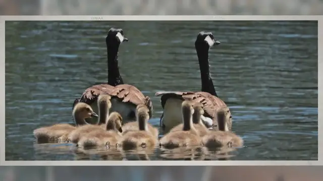 Video thumbnail for Do Geese Nest in Trees?