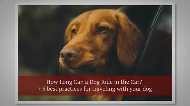 Video thumbnail for How Long Can a Dog Ride in the Car? + 5 best practices for traveling with your dog
