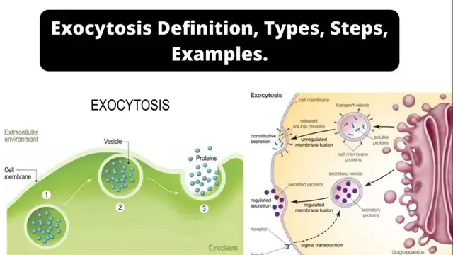 'Video thumbnail for Exocytosis Definition, Types, Steps, Examples'