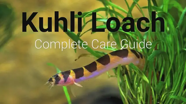 Video thumbnail for KUHLI_LOACH_CARE_GUIDE