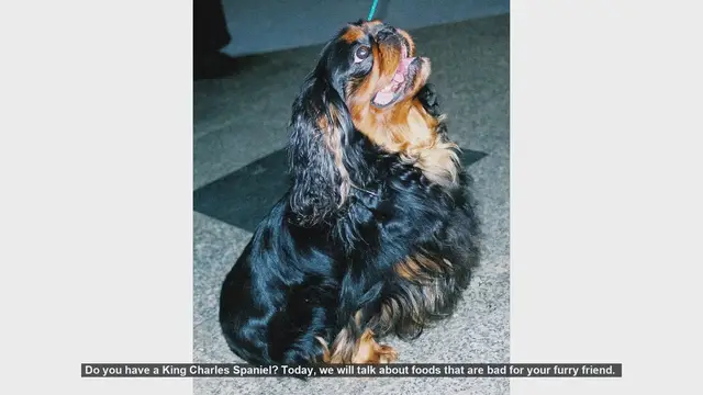 Video thumbnail for Dangerous Foods for Your King Charles Spaniel: What to Avoid