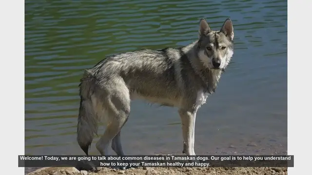 Video thumbnail for Common Diseases in Tamaskan Dogs: How to Keep Your Furry Friend Healthy